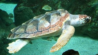 l-inviato-speciale-piu-l-ultima-spiaggia-i-save-the-turtle