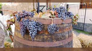 10-10-2017-lac-storie-vendemmia-in-festa